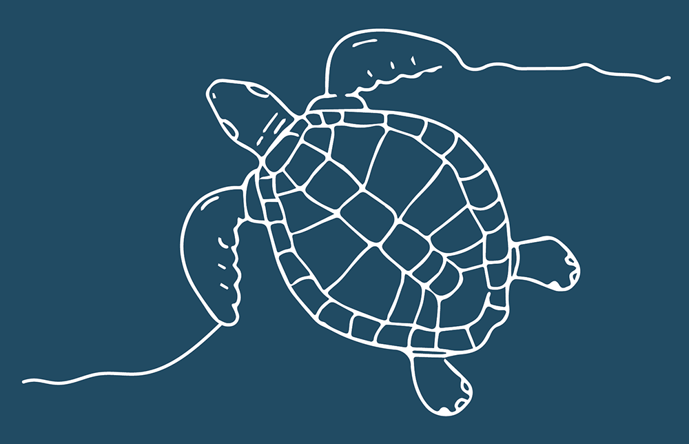 Tiki Tiki Turtle Drawing